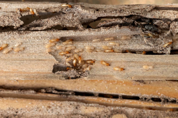 Best Best Pest Control Companies  in Hudson, PA